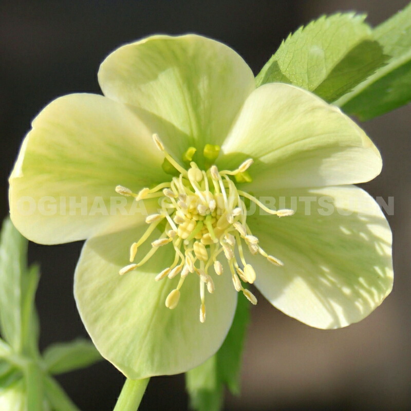 楽天市場】クリスマスローズ リグリクス : おぎはら植物園