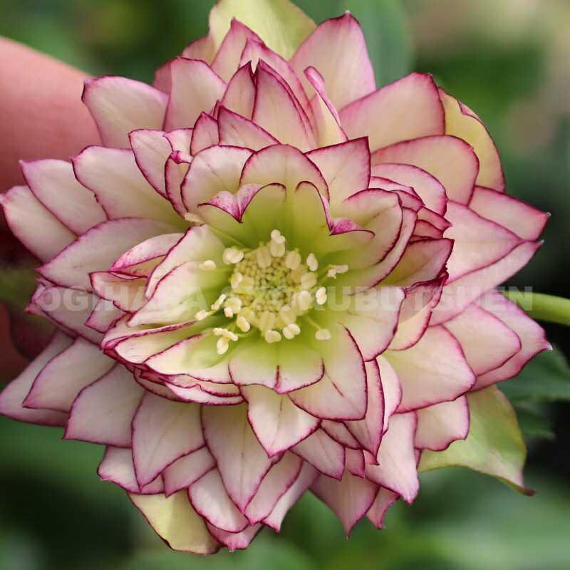 楽天市場】クリスマスローズ 多弁ダブル アプリコット ピコティ系 大苗