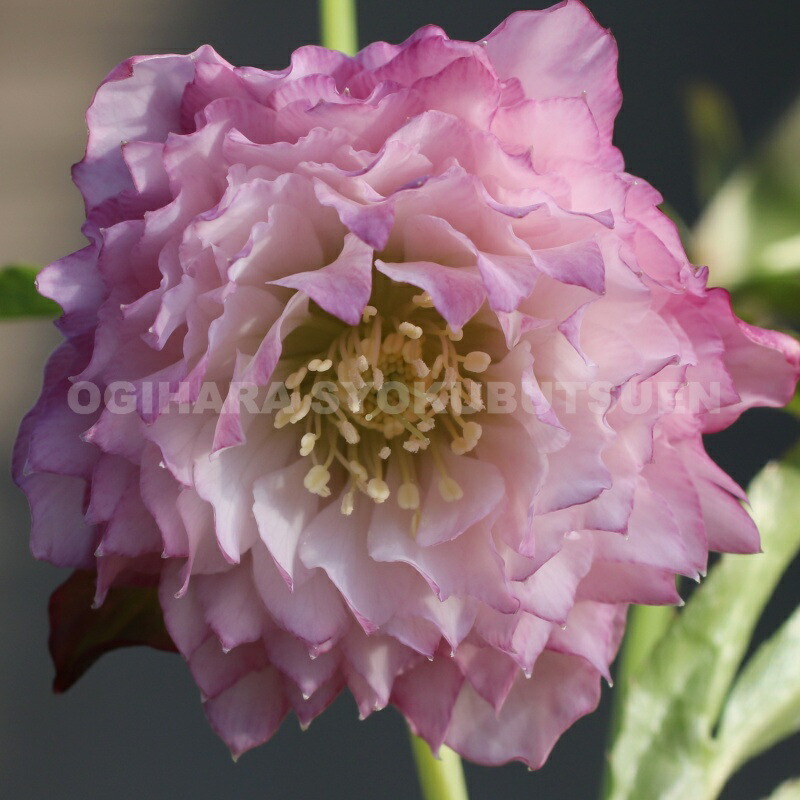 ソレイユ×多弁ソレイユ☆クリスマスローズ苗☆ホワイトオーレア 曽田