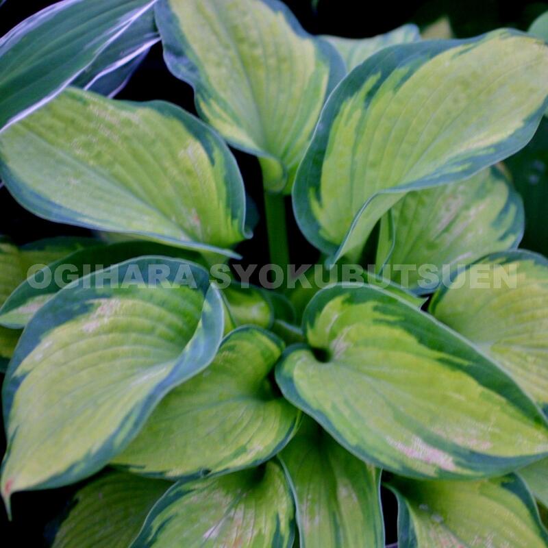 楽天市場】ギボウシ（ホスタ）'カラー グローリー' : おぎはら植物園