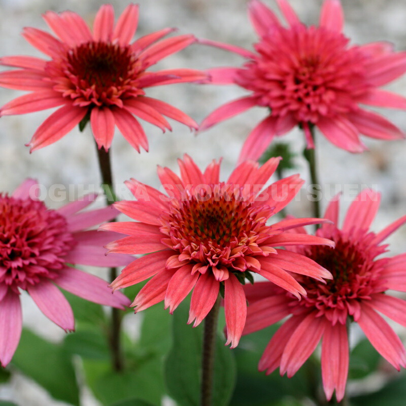 楽天市場】エキナセア 'ラズベリー トリュフ'（＝'ラズベリー