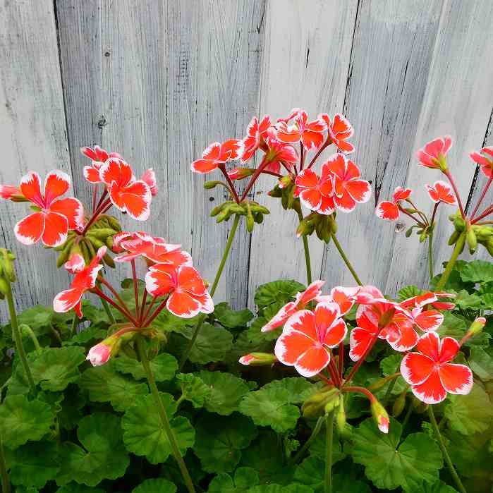 楽天市場】ゼラニウム 苗 ミスターレン 5号鉢 ゼラニューム 白覆輪