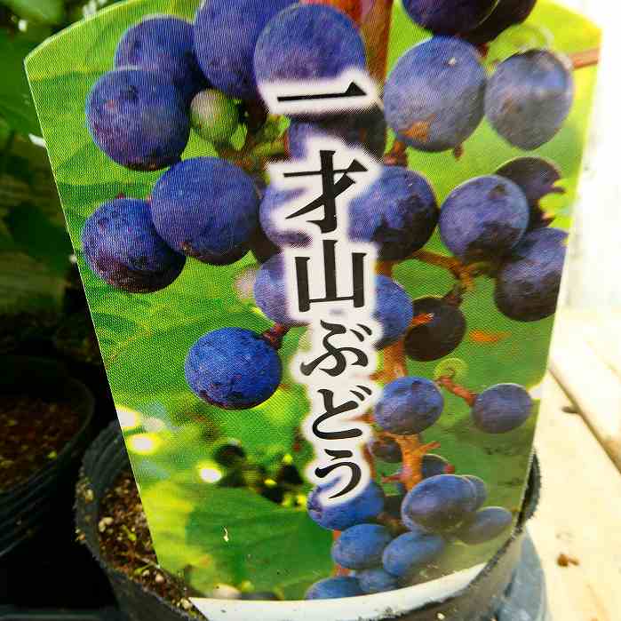 楽天市場】ヤマブドウ 苗 一才ヤマブドウ 4号 実付き 鉢植え 山ぶどう