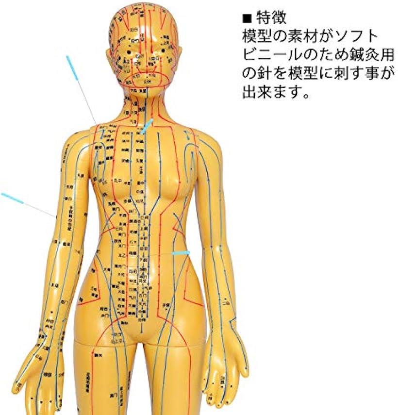 楽天市場】【楽天ランキング1位入賞】人体模型 ツボ 針灸 鍼灸経穴模型