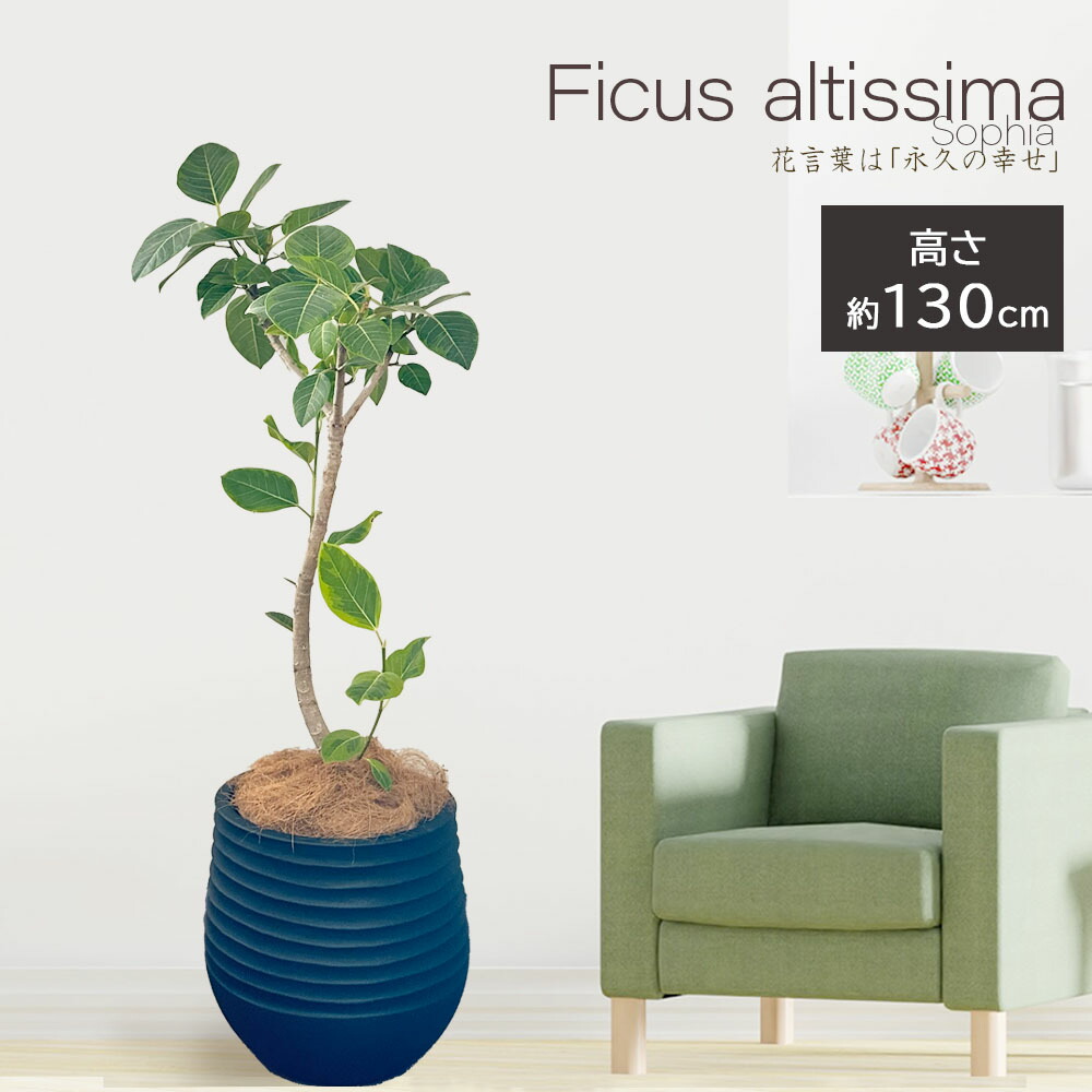 楽天市場】【店内全品2個同時購入10％OFFクーポン配布中】 観葉植物