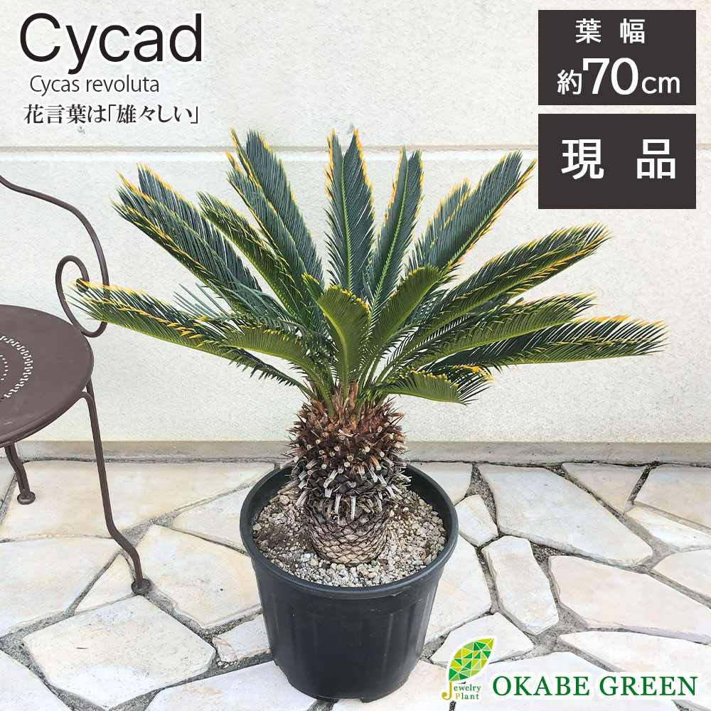 楽天市場】観葉植物 大型 キンカンソテツ 10号 【現品】 ラッピング