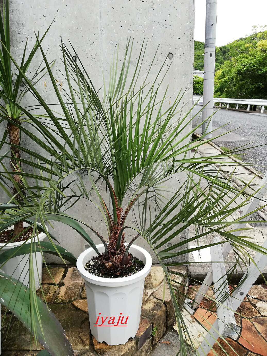 楽天市場】ココスヤシ ヤシの木 10号 耐寒性ヤシ 外構エクステリア