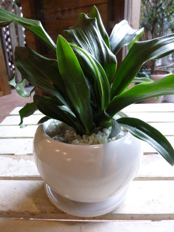 楽天市場】万年青（観葉植物｜花・観葉植物）：花・ガーデン・DIYの通販