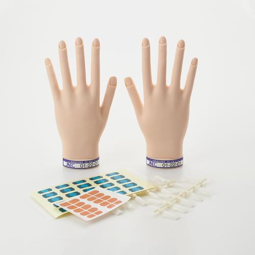 楽天市場】STモデルハンド /両手セット（JNEC 第1期認定モデルハンド