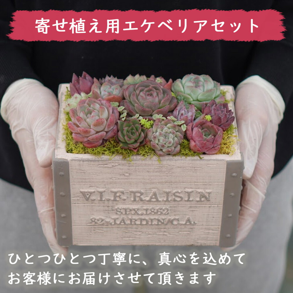 楽天市場】mini9【2セット購入で1セットプレゼント】寄せ植えセットお