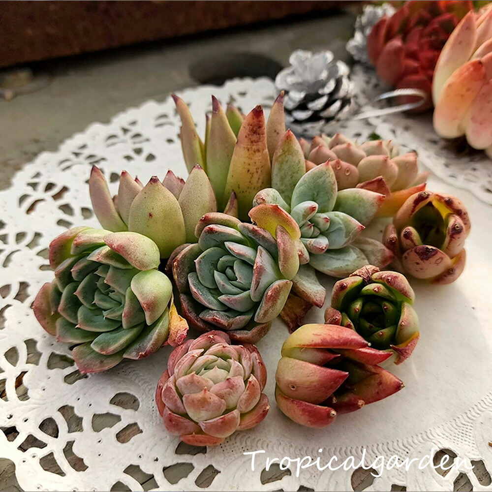 楽天市場】寄せ植え 10セット寄せ植え用 多肉植物 エケベリア お任せ9