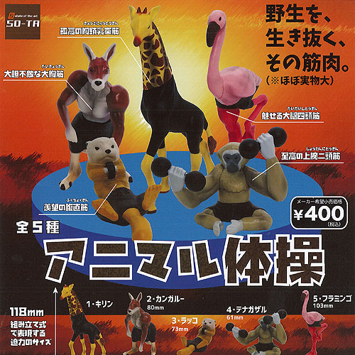 楽天市場】アニマル 体操 全5種+ディスプレイ台紙セット SO-TA 動物