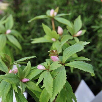 楽天市場】クリスマスローズ チベタヌス 花苗 原種クリスマスローズ