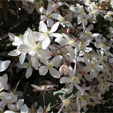 楽天市場】クレマチスアーマンディ アップルブロッサム 大苗 甘い香り