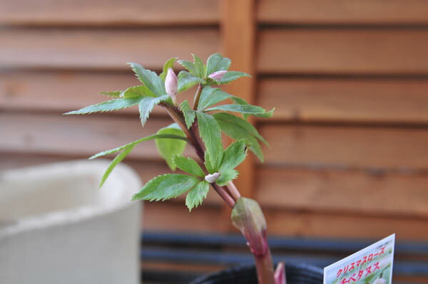 楽天市場】クリスマスローズ チベタヌス 花苗 原種クリスマスローズ
