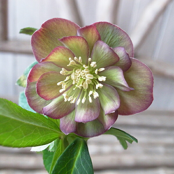 楽天市場】クリスマスローズ ダブル 開花株 グリーンパープルバイ