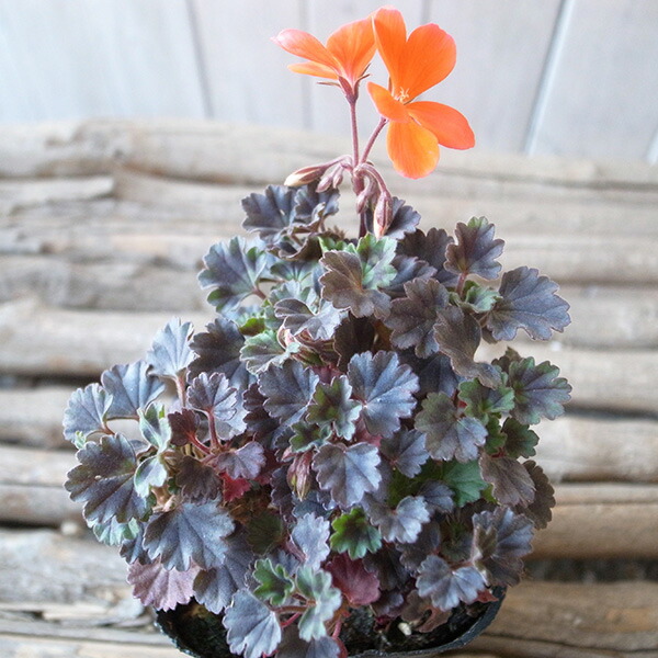 お得意です ゼラニューム。レアな品種。 d4fa5b9db50a8fe88d3e45def1f936