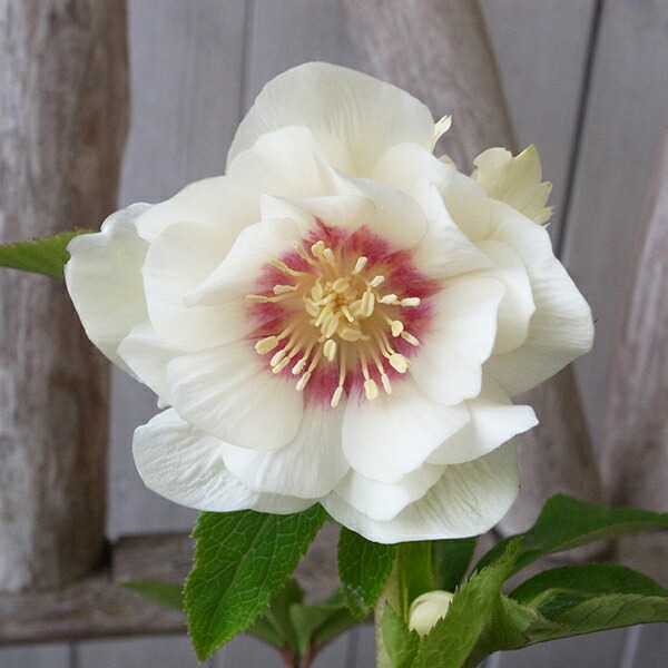 楽天市場】クリスマスローズ ダブル 開花株 ホワイトゴールド