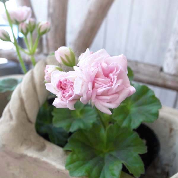 楽天市場】八重咲ゼラニューム ミルフィーユローズ 苗 ゼラニウム 淡い