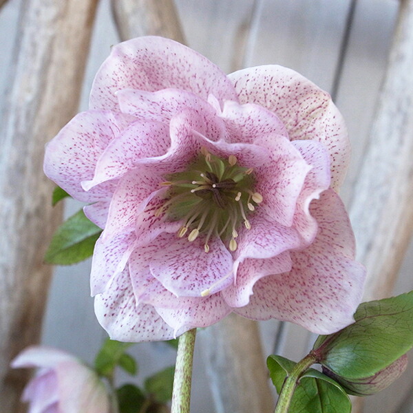 楽天市場】クリスマスローズ ダブル 開花株 ピンクミストスポット 5号