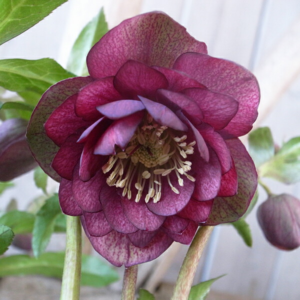 楽天市場】クリスマスローズ ダブル 開花株 レッドグリーンバイカラー