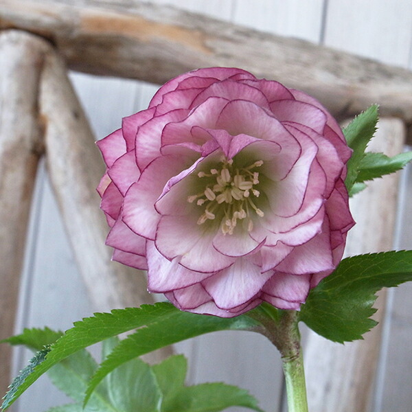 楽天市場】クリスマスローズ ダブル 開花株 多弁ピンクグラデーション