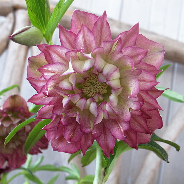 楽天市場】クリスマスローズ ダブル 開花株 超多弁クレオパトラ 5号