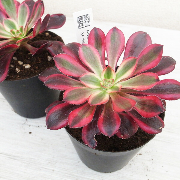 楽天市場】レア品種 アエオニウム シャネル錦 3号サイズ POT苗 珍しい