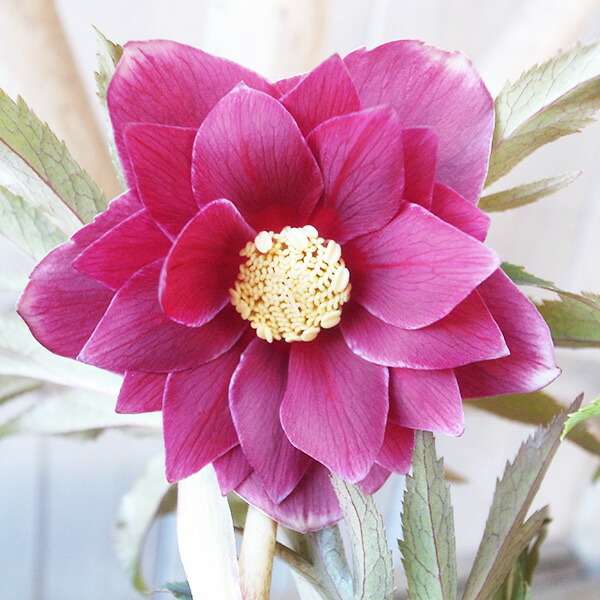 楽天市場】クリスマスローズ ダブル 開花株 艶レッドオーレア白ピコ 5