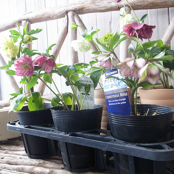楽天市場】クリスマスローズ ダブル 開花株 5株セット 現品 2025年3月4