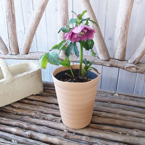 楽天市場】クリスマスローズ ダブル 開花株 ホットピンク 5号 現品