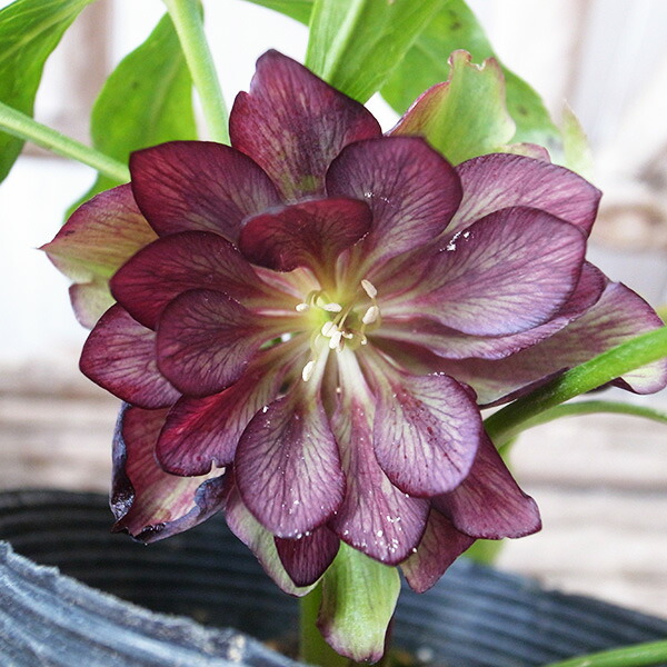 クリスマスローズ苗 クリスマスローズ 交配種 開花見込み株 6鉢価格