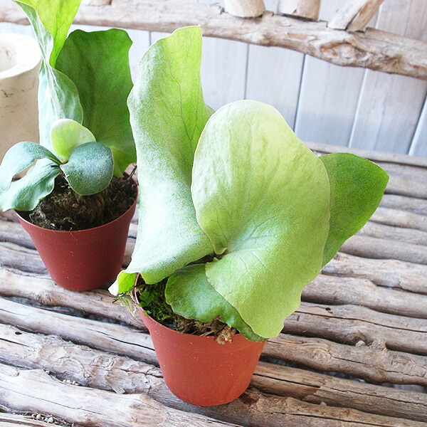 楽天市場】プラティセリウム エレファントティス 3号サイズ コウモリ