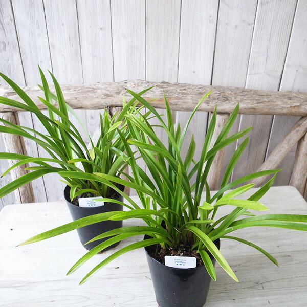 楽天市場】ニホンミツバチ誘引蘭 金稜辺 キンリョウヘン 4号 春開花