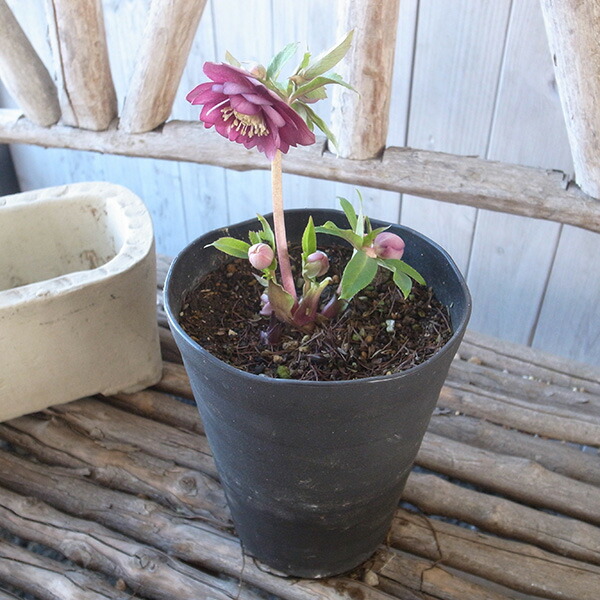 楽天市場】クリスマスローズ ダブル 開花株 レッドオーレア 5号 現品