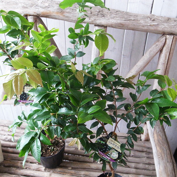 楽天市場】ジャボチカバ 4.5号サイズ 鉢植え 不思議フルーツ : 母の日