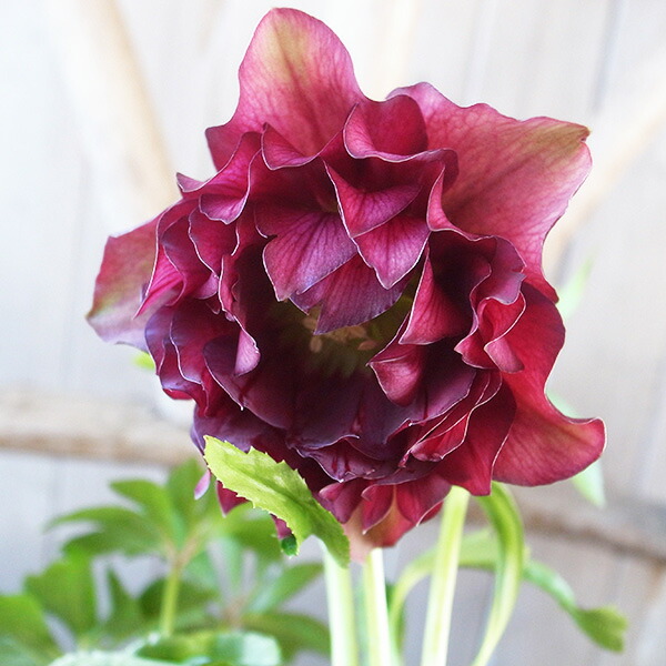 楽天市場】クリスマスローズ ダブル 開花株 多弁艶レッド 5号 現品