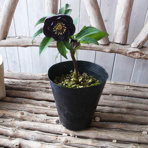 楽天市場】クリスマスローズ ダブル 開花株 ブラックブロッチ 4.5号