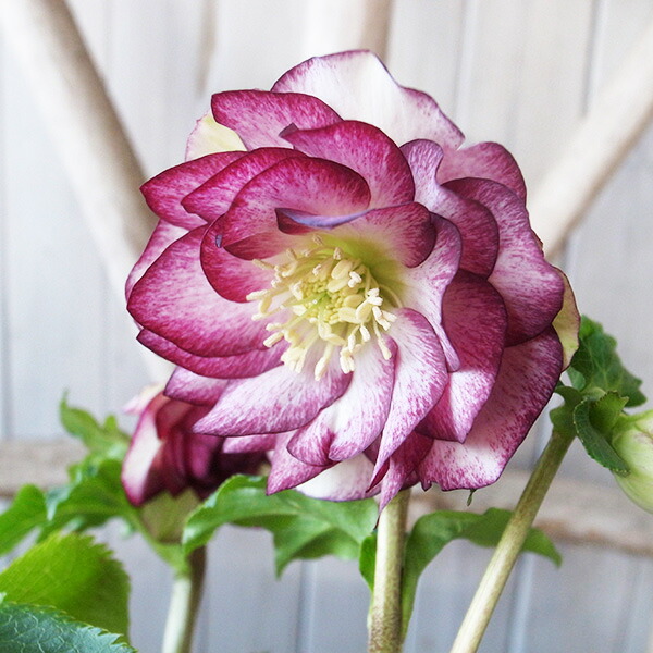 楽天市場】クリスマスローズ ダブル 開花株 ワイングラデーション 5号