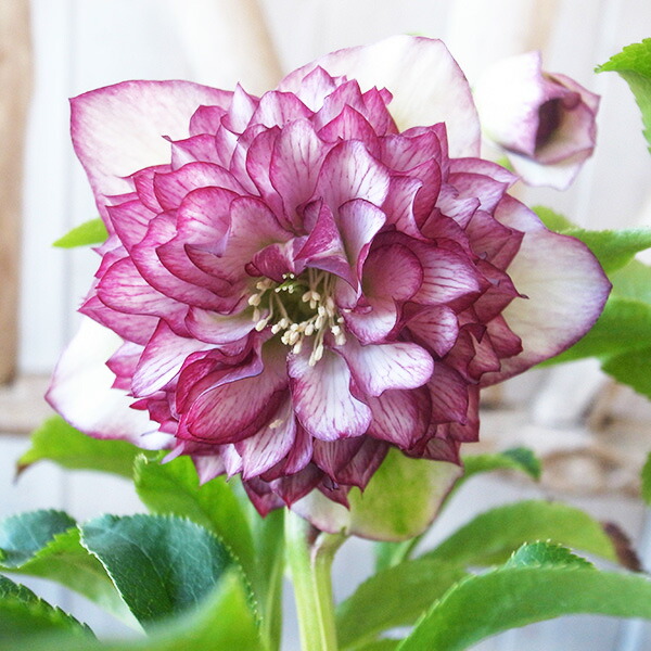 楽天市場】クリスマスローズ ダブル 開花株 超多弁グレープピコ 5号