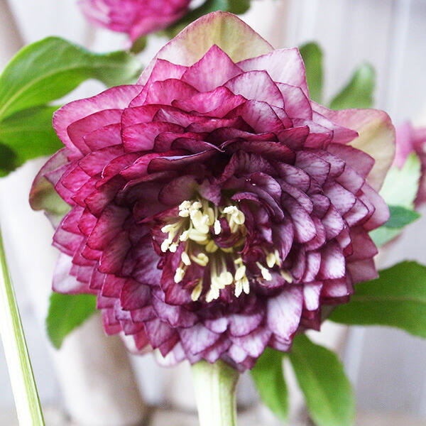 楽天市場】珍しい クリスマスローズ原種 リグリクス苗/販売/通販/種類