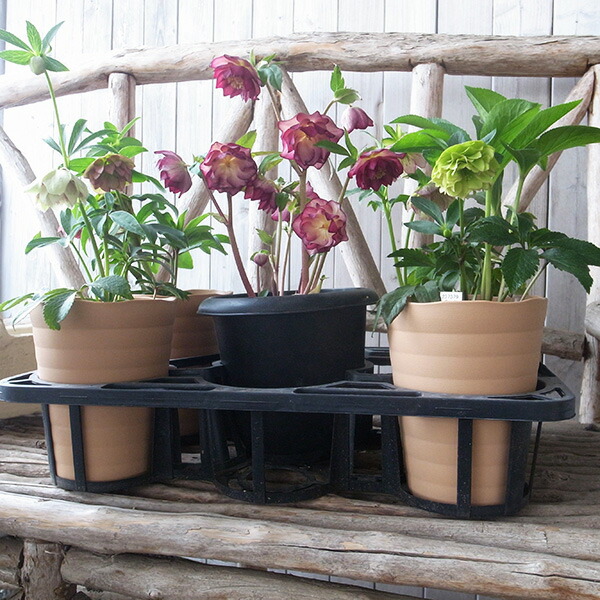 楽天市場】クレマチスアーマンディ アップルブロッサム 大苗 甘い香り