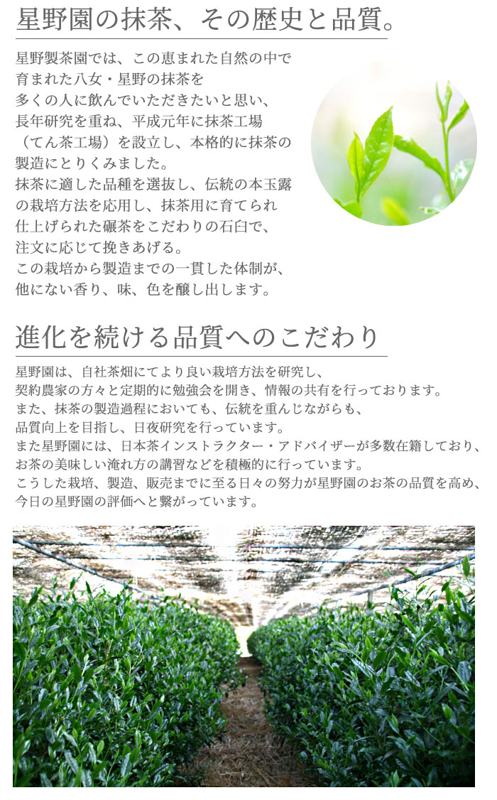 楽天市場】抹茶 星野園 八女の露 40g缶 福岡 八女 星野村のおいしい