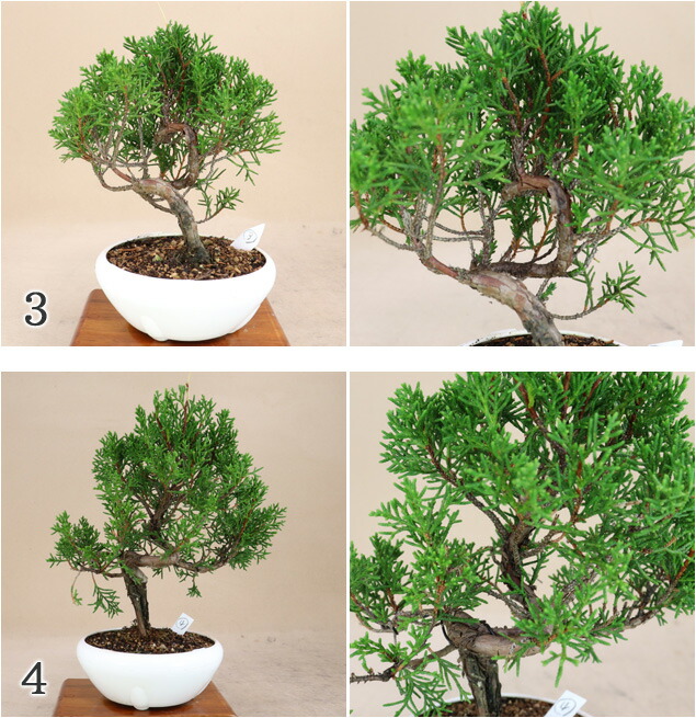 楽天市場】糸魚川真柏 小品サイズ盆栽（素材）プラ鉢【いよじ園