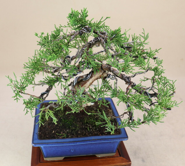 楽天市場】糸魚川真柏 小品盆栽 （いよじ園） : いよじ園 楽天市場店