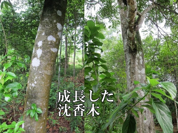 楽天市場】台湾輸出用 ベトナム産高級栽培沈香 5g サンプル 量り売り