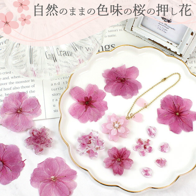 楽天市場】【訳あり】桜 押し花 セット 12枚入 □ドライフラワー