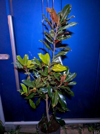 楽天市場】タイサンボク ケイパレス（花・ガーデン・DIY）の通販