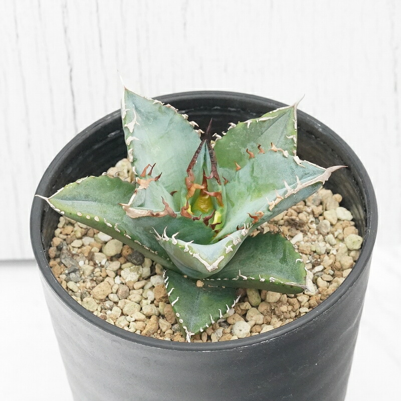 楽天市場】ユッカ・ロストラータ「ランチョ・ブルー」 5号ロング