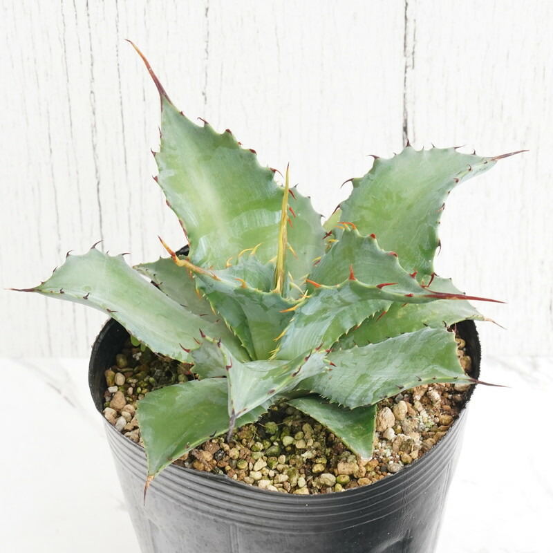 楽天市場】アガベ・シャウィー×ポタトラム「コロナ・デル・ディアブロ